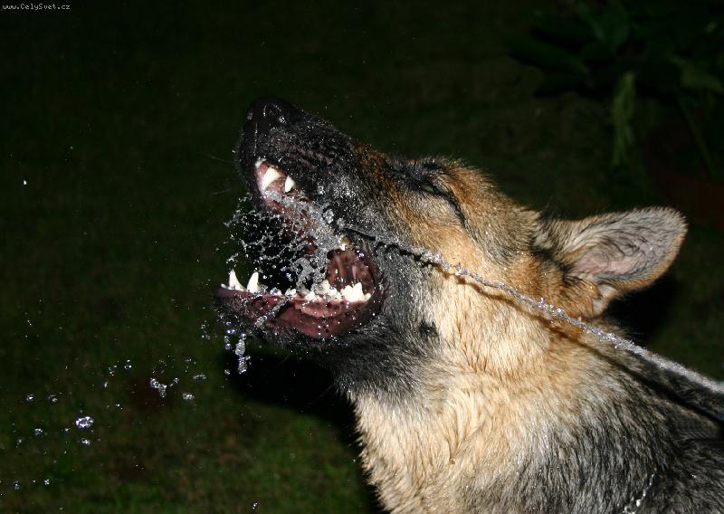 Foto: žízeň-takovou žízeň má můj pejsek