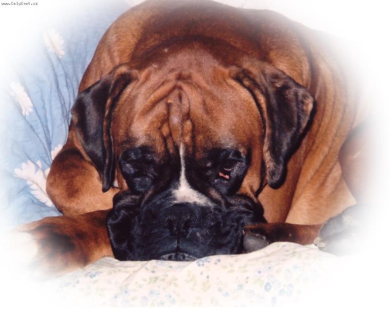 Foto: Bennjiek-Bennjienek v peřinkách