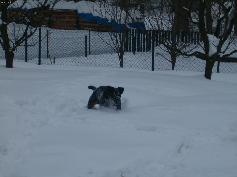 Foto: Argo(Aron) ve sněhu