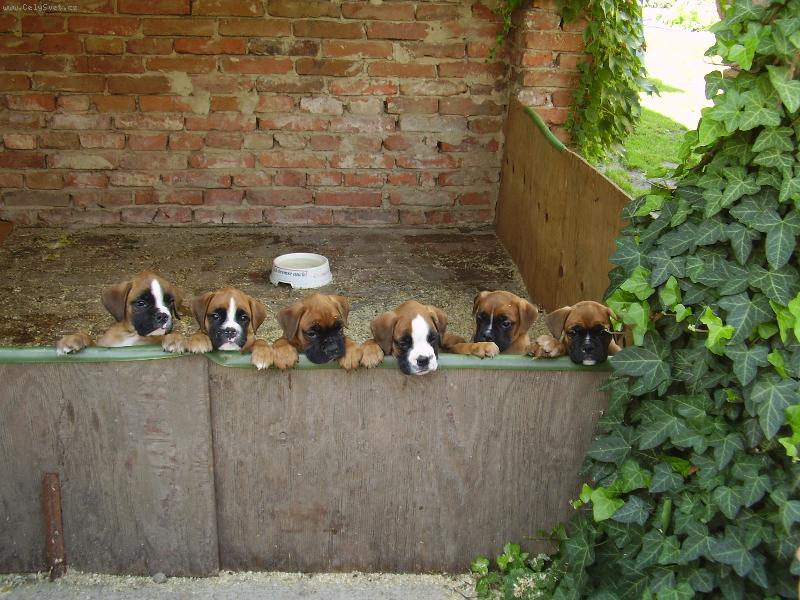 Foto: Šťěňátka-Ještě tam jeden chybí...