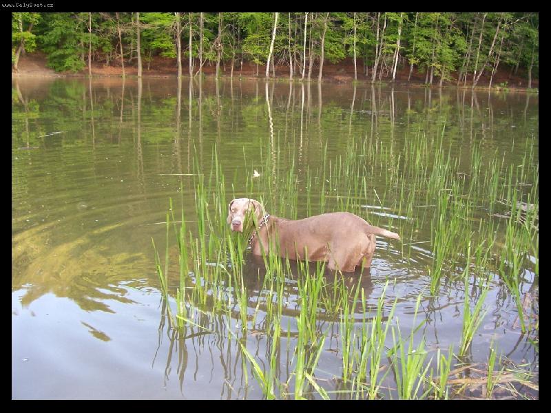 Foto: Ambra od Vokačovského rybníka