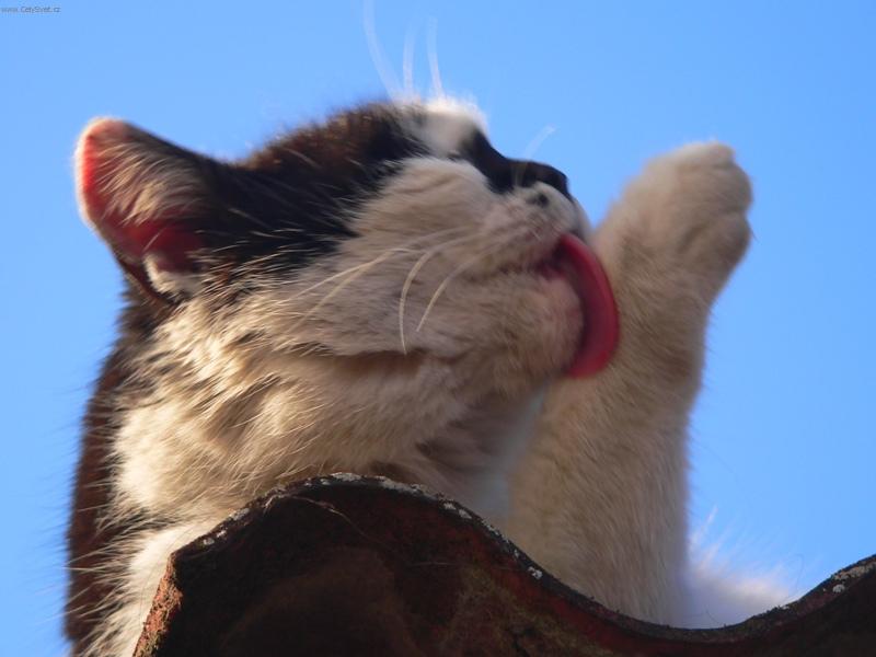 Foto: Čistota půl zdraví