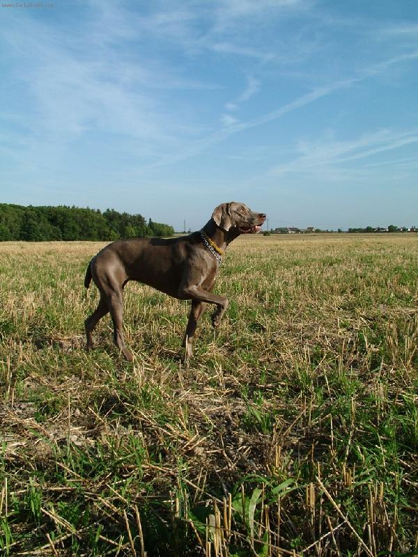 Foto: Ambra od Vokačovského rybníka
