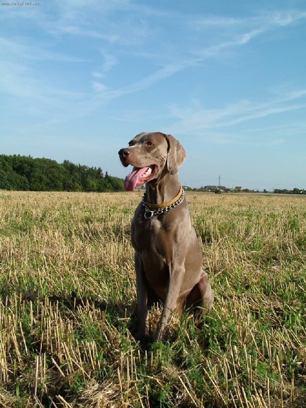 Foto: Ambra od Vokačovského rybníka