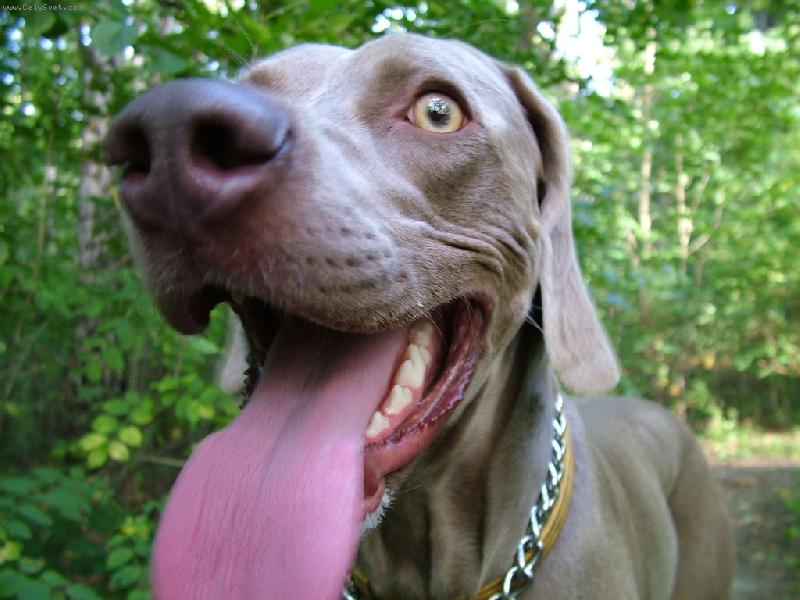 Foto: Ambra od Vokačovského rybníka