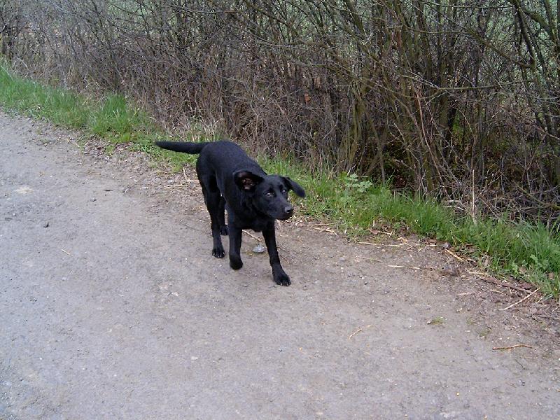 Foto: ... co to slyším?-Na procházce - zvě(í)davé štěňátko