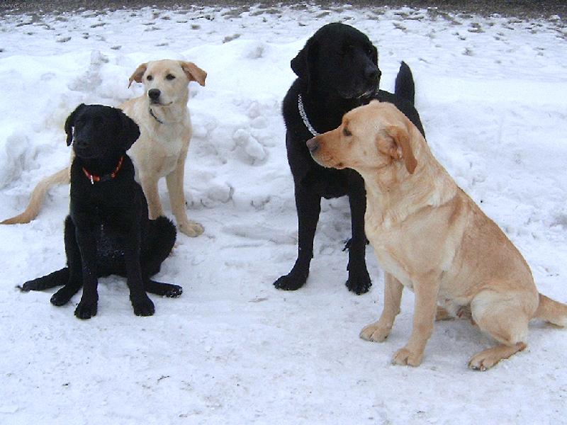 Foto: Taková normální LAB-rodinka-tak to jsme my