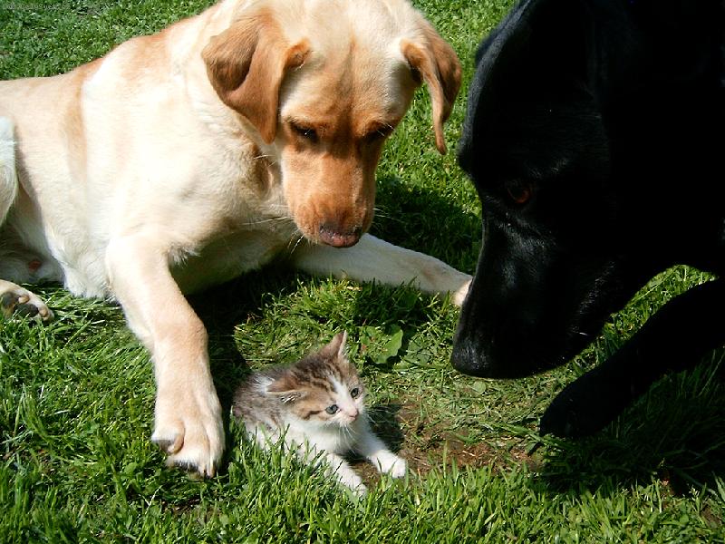 Foto: Potomek-... ale jo, je to Tvůj syn, ... no vážně ... NEKECÁM!!!