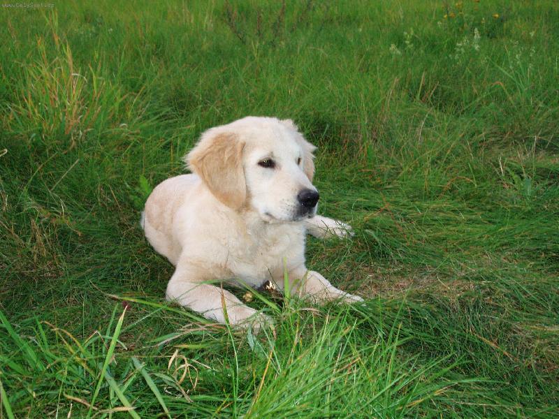 Foto: pohodička tu mám rád-Roníček