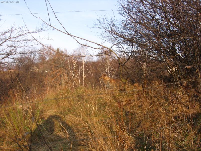 Foto: strážce hor...