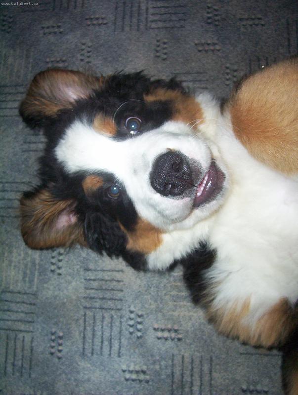 Foto: Ambruša-Zaostřeno na kukadla