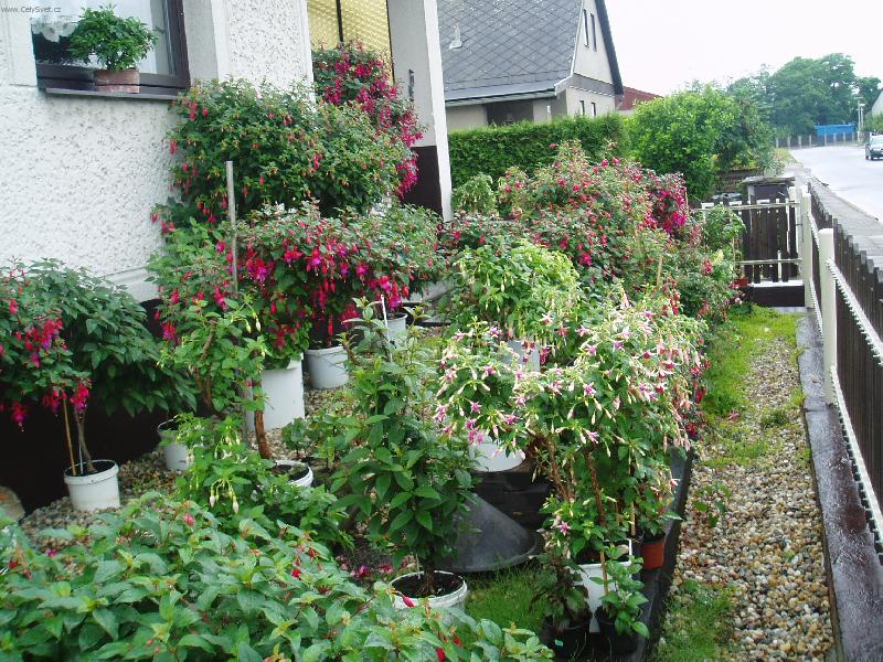 Foto: sbírka fuchsií
