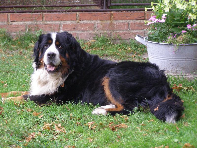 Foto: Mášenka- už jsem ve psím nebíčku