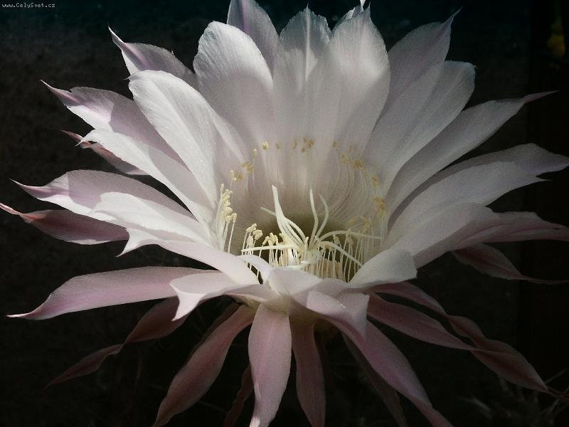 Foto: Jednodenní krása-pouze jeden den v roce