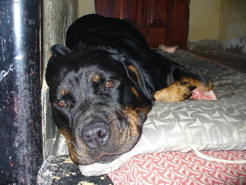 Foto: Nellynka odpočívá a zároveň hlídá-Naše dvouletá rotwajlerka Nellynka