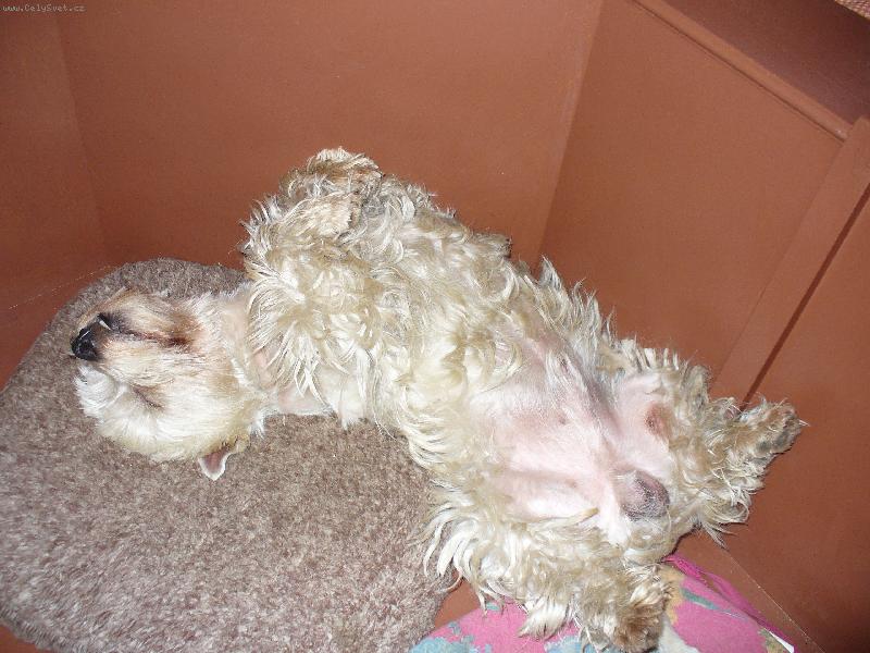 Foto: Tříletý westík Beníček-Tak jsem se napapal a teď odpočívám!!!!!!!