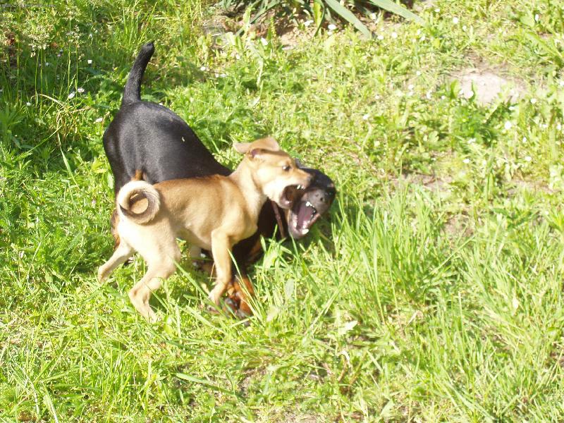 Foto: Argo a Pinďa-heč,já ji otevřu víc!!!