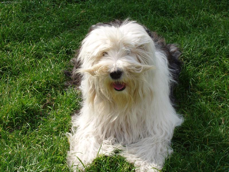 Foto: Naše seniorka- Andy-13 let