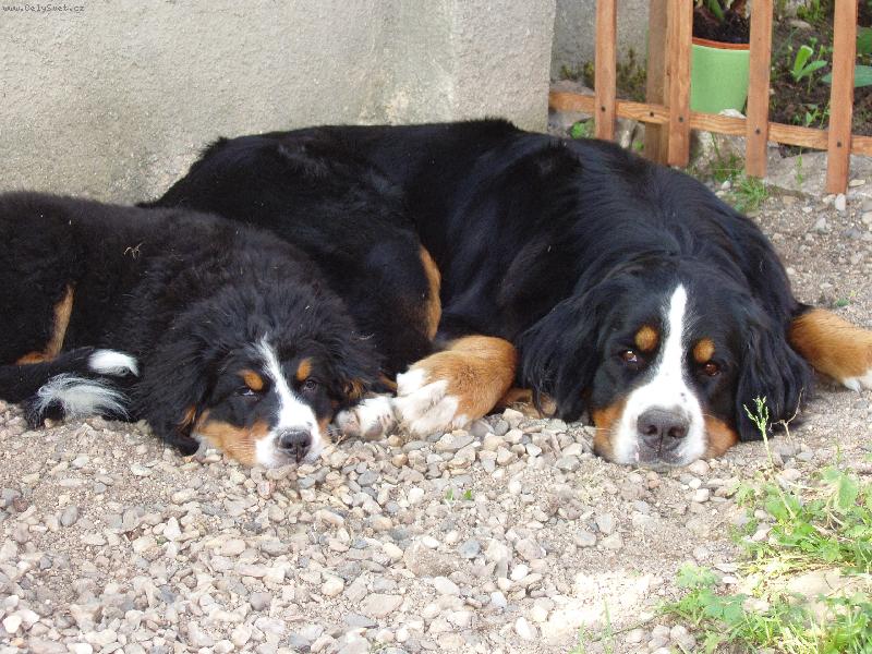 Foto: Lusynka s malou Eliškou-přivezli jsme štěňátko...