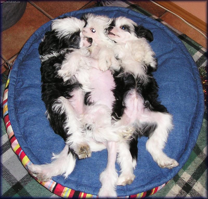 Foto: roztomilá štěńátka-I my se umíme pěkně válet§