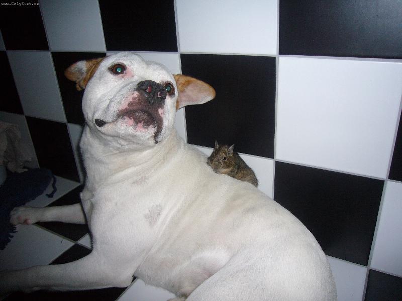 Foto: Kamarádi-Max a Alex