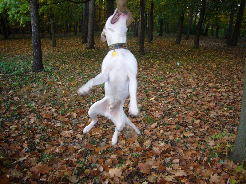 Foto: Hra-Maxíček visí