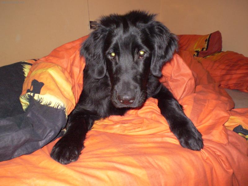 Foto: Bonee se probudil-Ale vstávat jěště nebudu to ode mě nečekejte