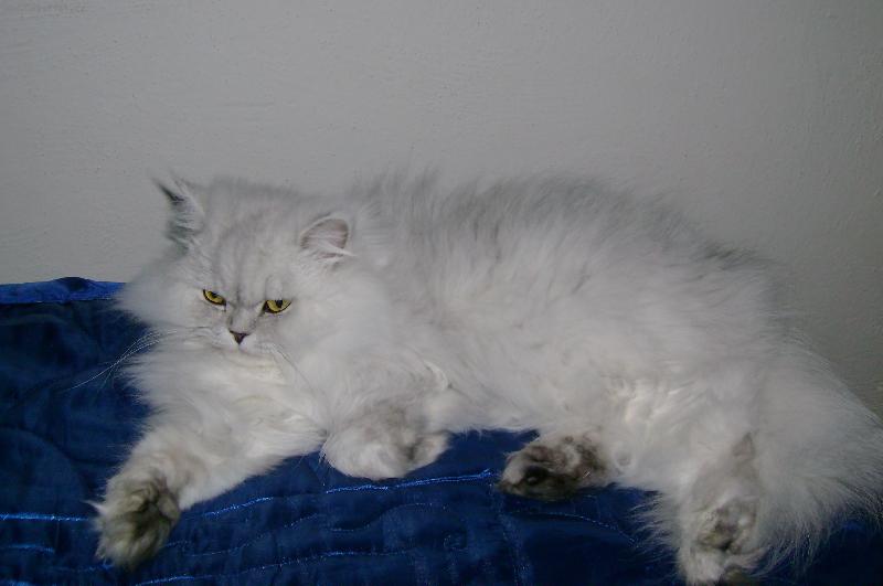 Foto: Pohodářka-Náš věčný spáč.