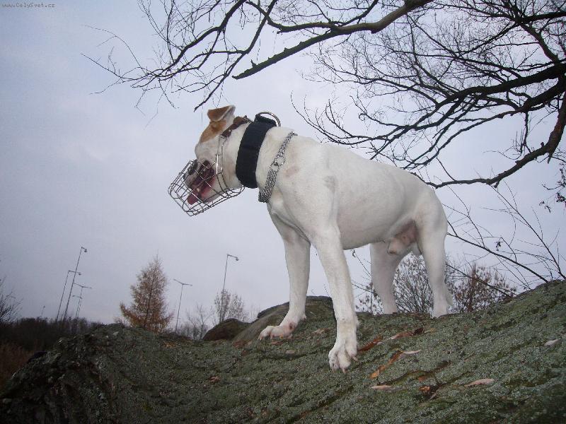 Foto: Výhled-Maxík na stromě