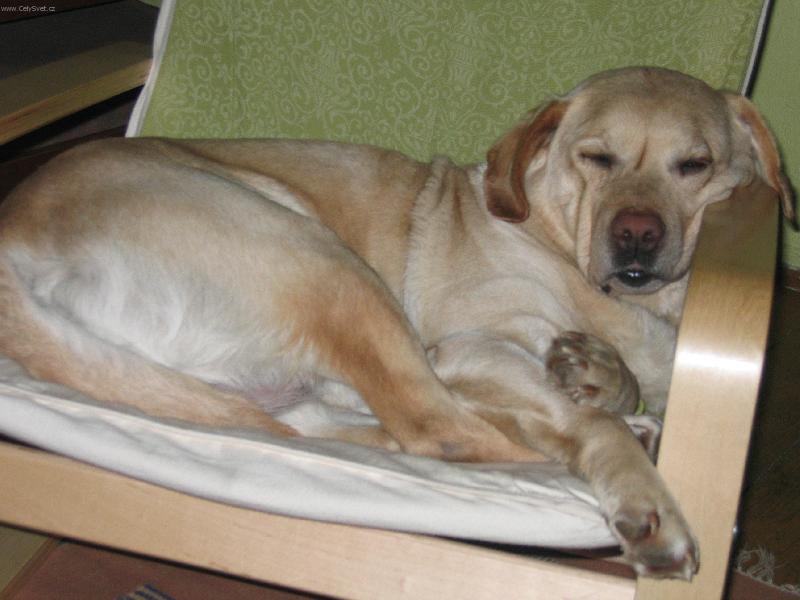 Foto: nedělní siesta