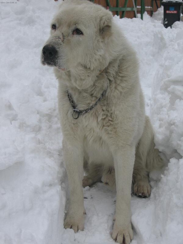 Foto: sice dědula,ale pořád ještě švihák..