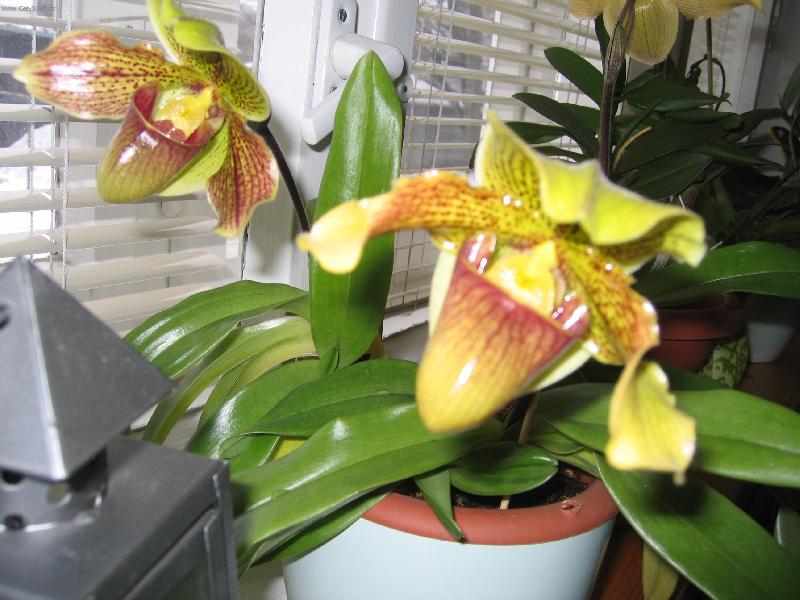 Foto: královna květin