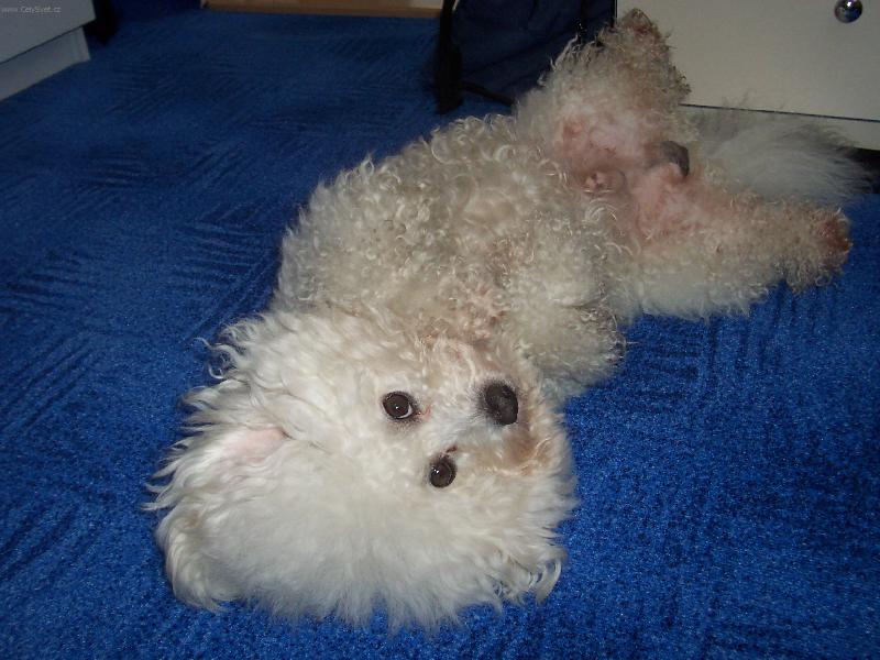 Foto: Bišonek Andy-Hajíííííííííí....pojď si semnou hajnout!!