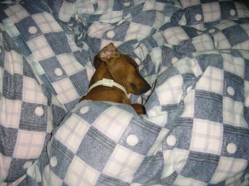 Foto: Barča-Barunka na dovolené