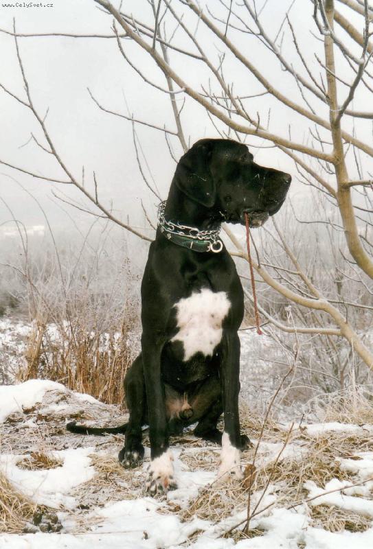 Foto: Dante Český Sirius