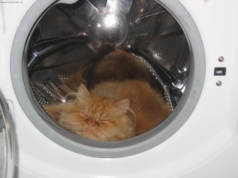 Foto: Tady je to nejlepší!!!-Náš největší mazlíček kočička Twiggy