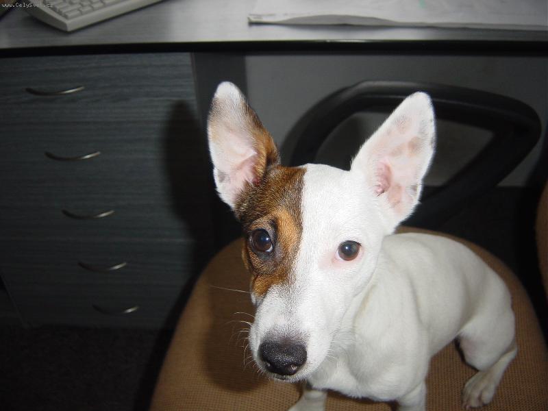 Foto: Ebička-Tyhle Uši slyší všechno!!