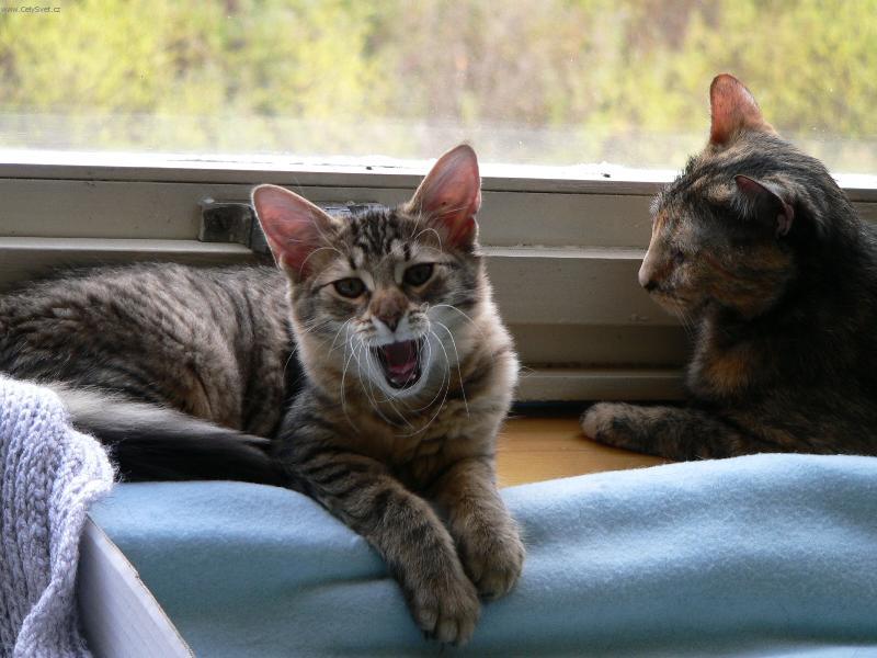 Foto: Jsem strašnéé unavenááá !-Amálka