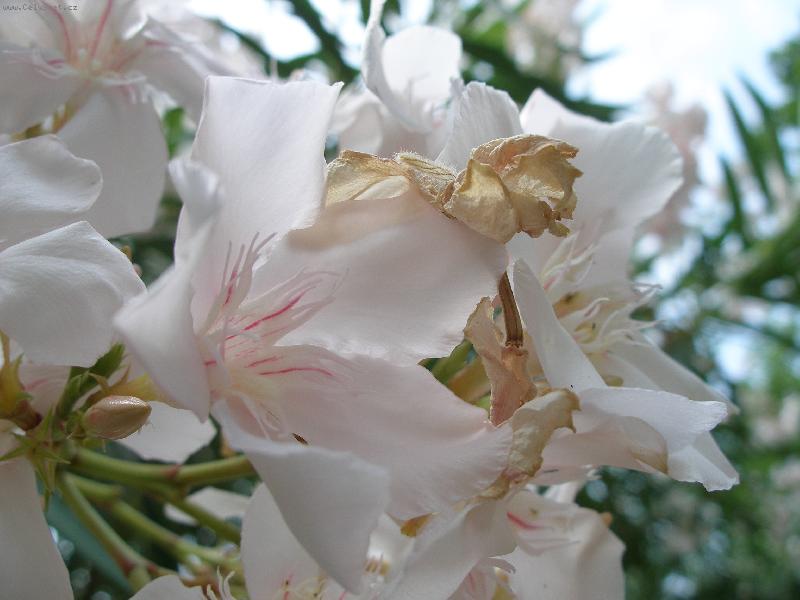 Foto: Ibišek-květ Ibišku