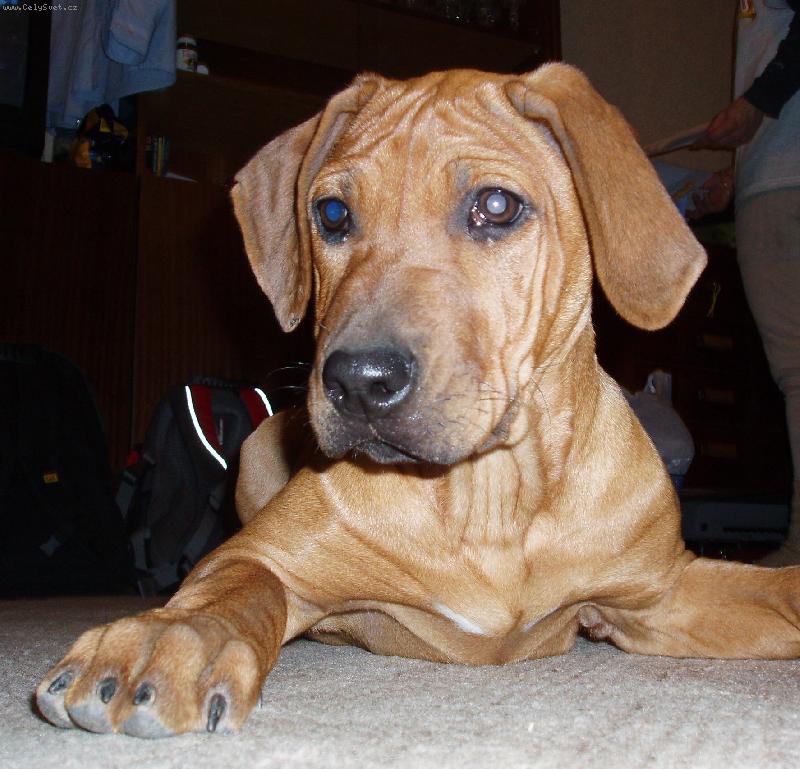 Foto: Mám ukouslý ucho :(