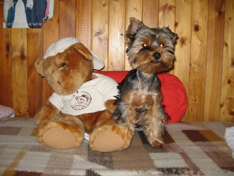 Foto: sladká jako ten plyšák :o)-to je moje Sárinka