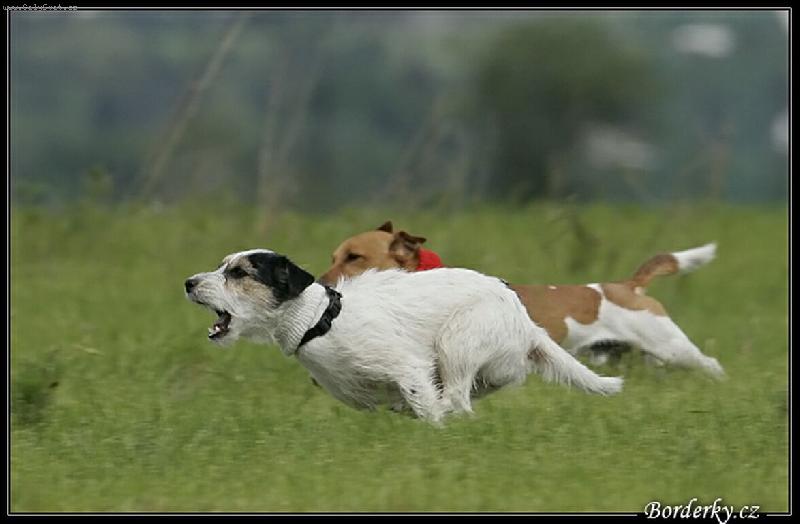 Foto: Joker+Ajša-Milujeme pohyb a honění za střapcem na coursingu nás ohromně baví.