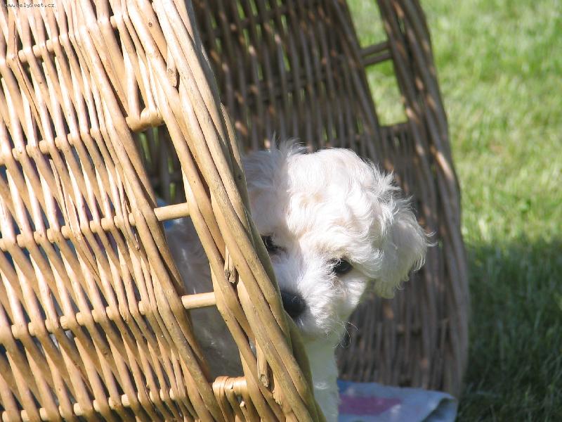 Foto: Kuk!-Betynka se schovává v koši