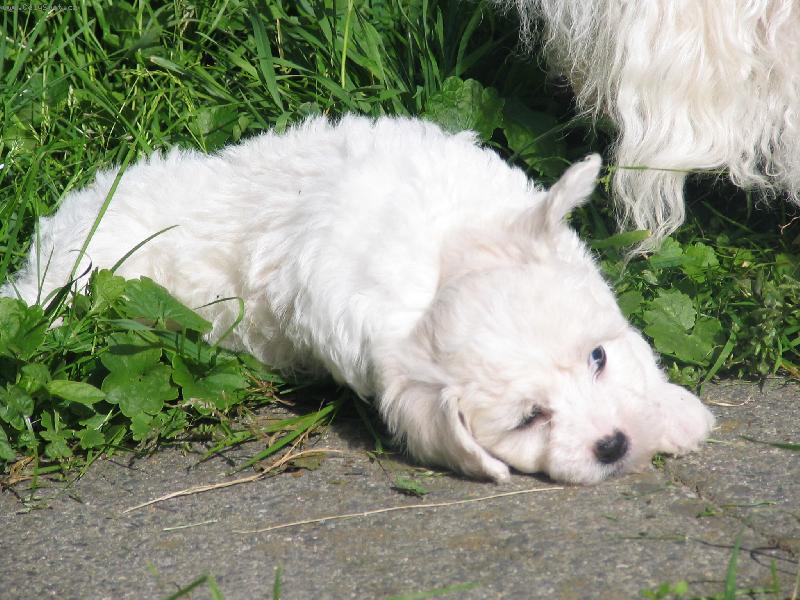 Foto: Bellamy-Já si odpočinu a ouško se taky musí vyvětrat.