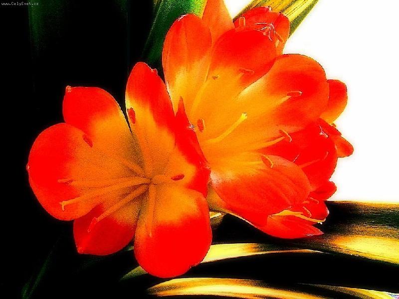 Foto: Oranžová kráska-Klívie