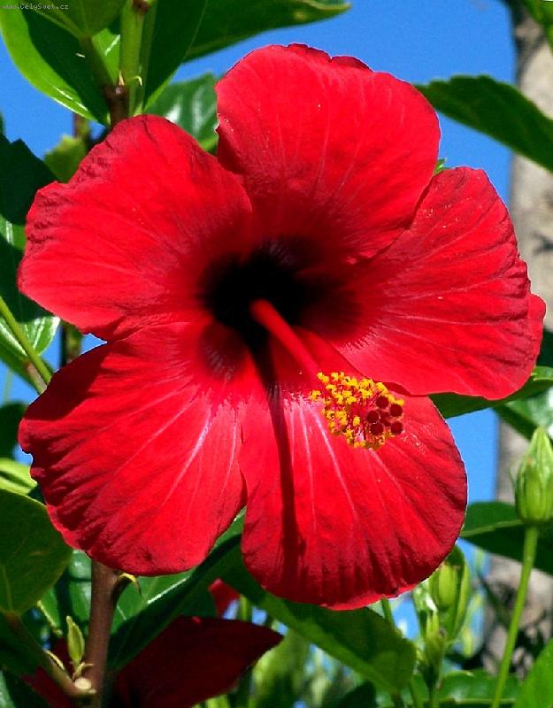 Foto: Ibišek kvete :-)