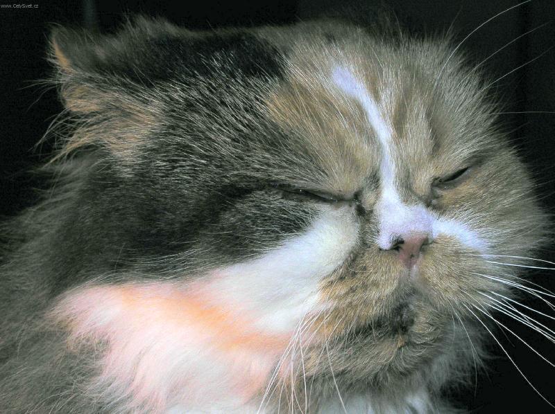 Foto: Kočka nebo Číňan?