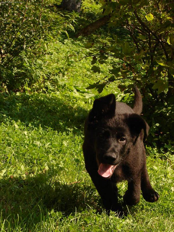 Foto: Dag-můj nejlepší přítel...