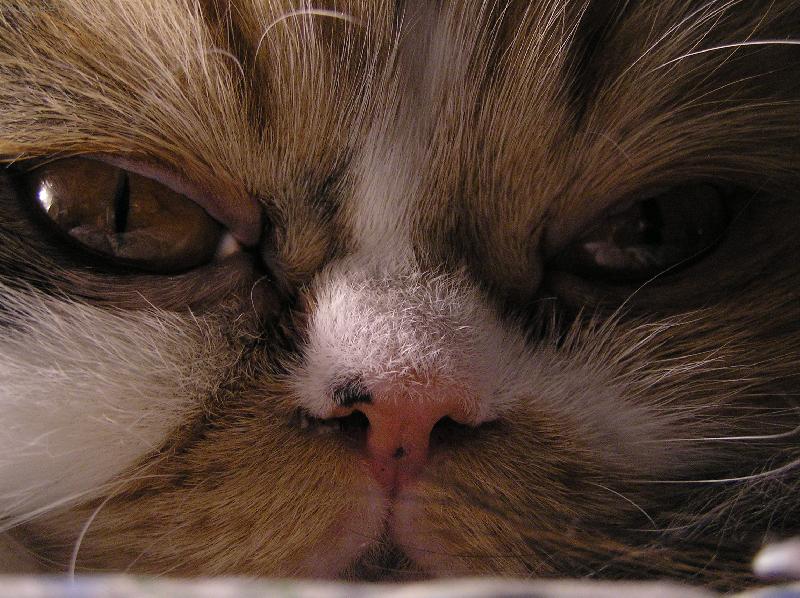 Foto: Už mě prosím nefoť...