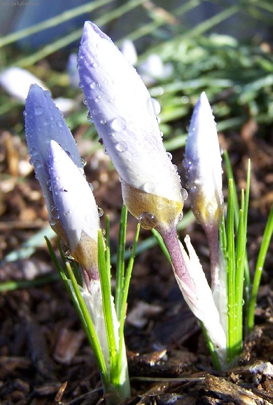 Foto: Jaro v zahrádce-KROKUS